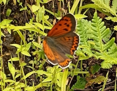 Lycaena panava
