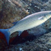 Thicklip Grey Mullet - Photo (c) Sylvain Le Bris, some rights reserved (CC BY-NC), uploaded by Sylvain Le Bris