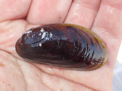Musculus niger