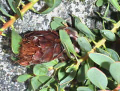 Protea venusta