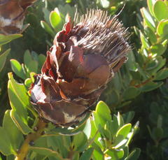 Protea venusta