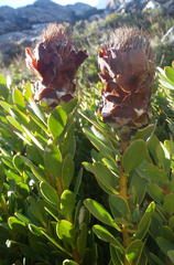 Protea venusta
