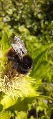Bombus wurflenii