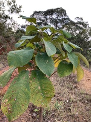 Zeyheria tuberculosa