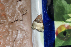Cobubatha dividua