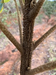 Zeyheria tuberculosa