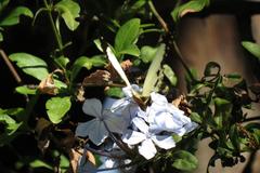 Papilio dardanus cenea