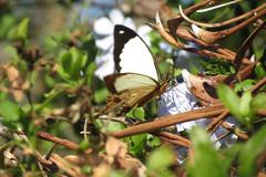 Papilio dardanus cenea