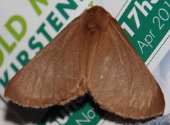 Phyllalia patens