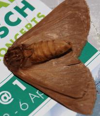 Phyllalia patens