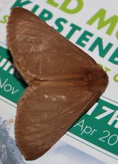 Phyllalia patens