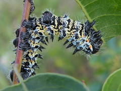 Gonimbrasia belina