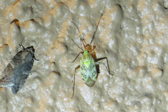 Taedia marmorata