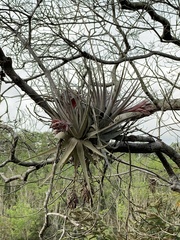 Tillandsia gardneri
