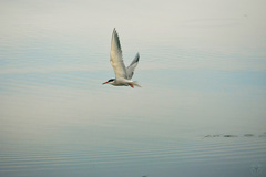 Sterna hirundo