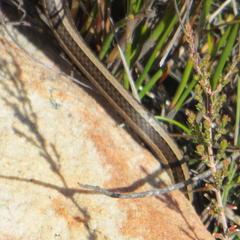 Psammophis crucifer