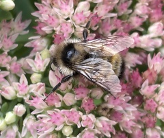Bombus ternarius