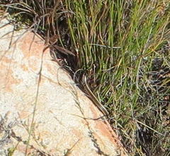 Psammophis crucifer