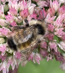 Bombus ternarius