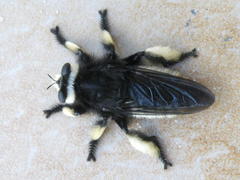 Hyperechia consimilis