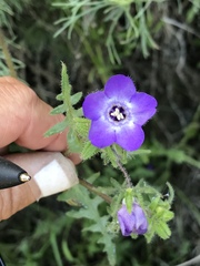 Pholistoma auritum auritum