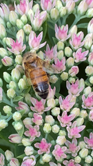 Apis mellifera