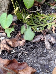 Rhyparochromus vulgaris