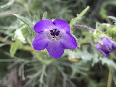 Pholistoma auritum auritum