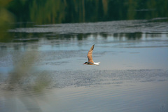 Sterna hirundo