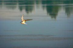 Sterna hirundo