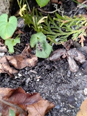 Rhyparochromus vulgaris