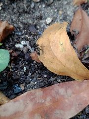 Rhyparochromus vulgaris