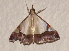 Viettessa margaritalis