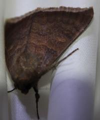 Achaea finita