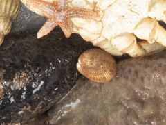 Ciliatocardium ciliatum