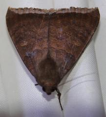 Achaea finita