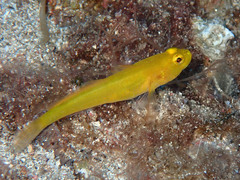 Gobius auratus