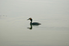 Podiceps cristatus