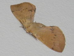 Stenoglene obtusa