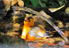 Cossypha natalensis natalensis