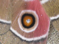Gonimbrasia belina