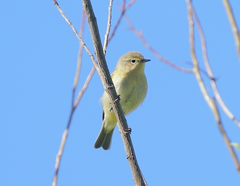 Phylloscopus collybita