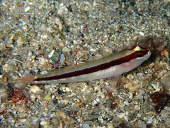 Gobius vittatus