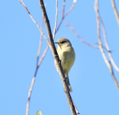 Phylloscopus collybita