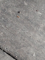 Formicidae