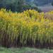 Southern Late Goldenrod - Photo (c) Tony Rebelo, some rights reserved (CC BY-SA), uploaded by Tony Rebelo