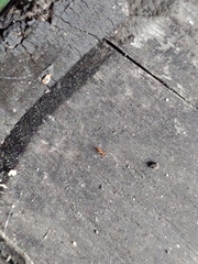 Formicidae