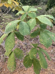Zeyheria tuberculosa