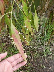 Pseudorhipsalis ramulosa