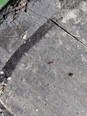 Formicidae
